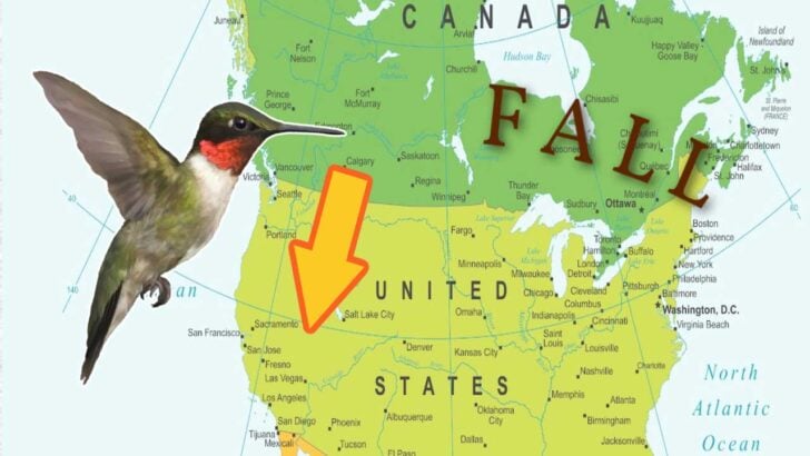 Fall hummingbird migration map for the United States and Canada.