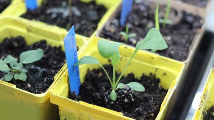 Seedlings growing indoors in pots.