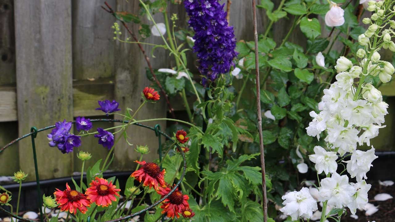 Delphiniums and other flowers in the garden.
