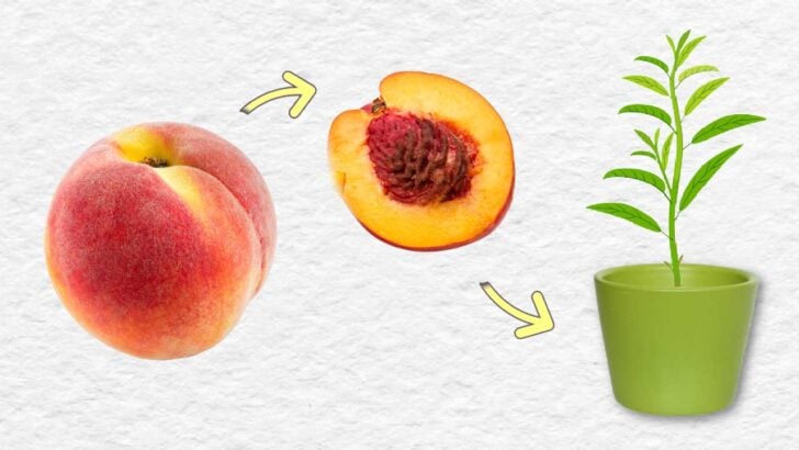 Collage with peach fruit, pit, and young potted peach tree