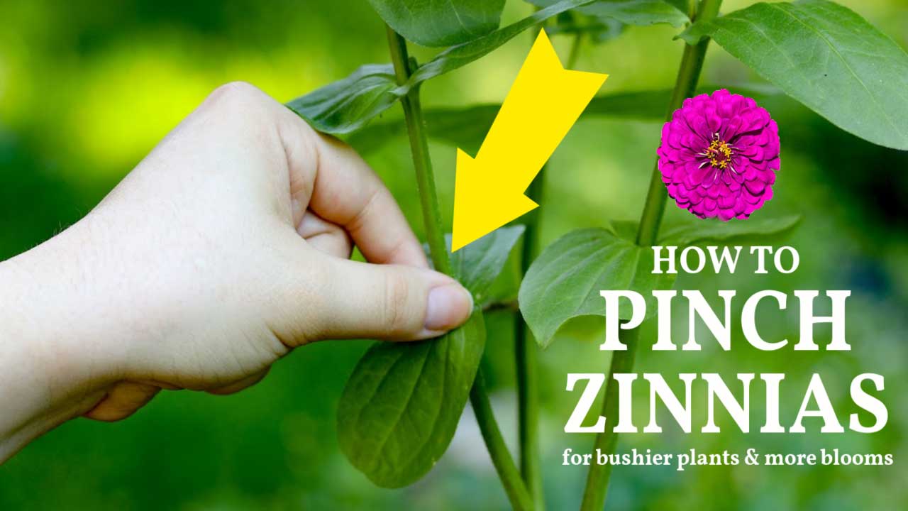 Pinching a zinnia to encourage more blooms.