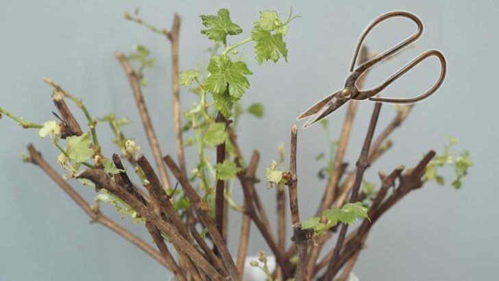 Plant cuttings ready for propagation.