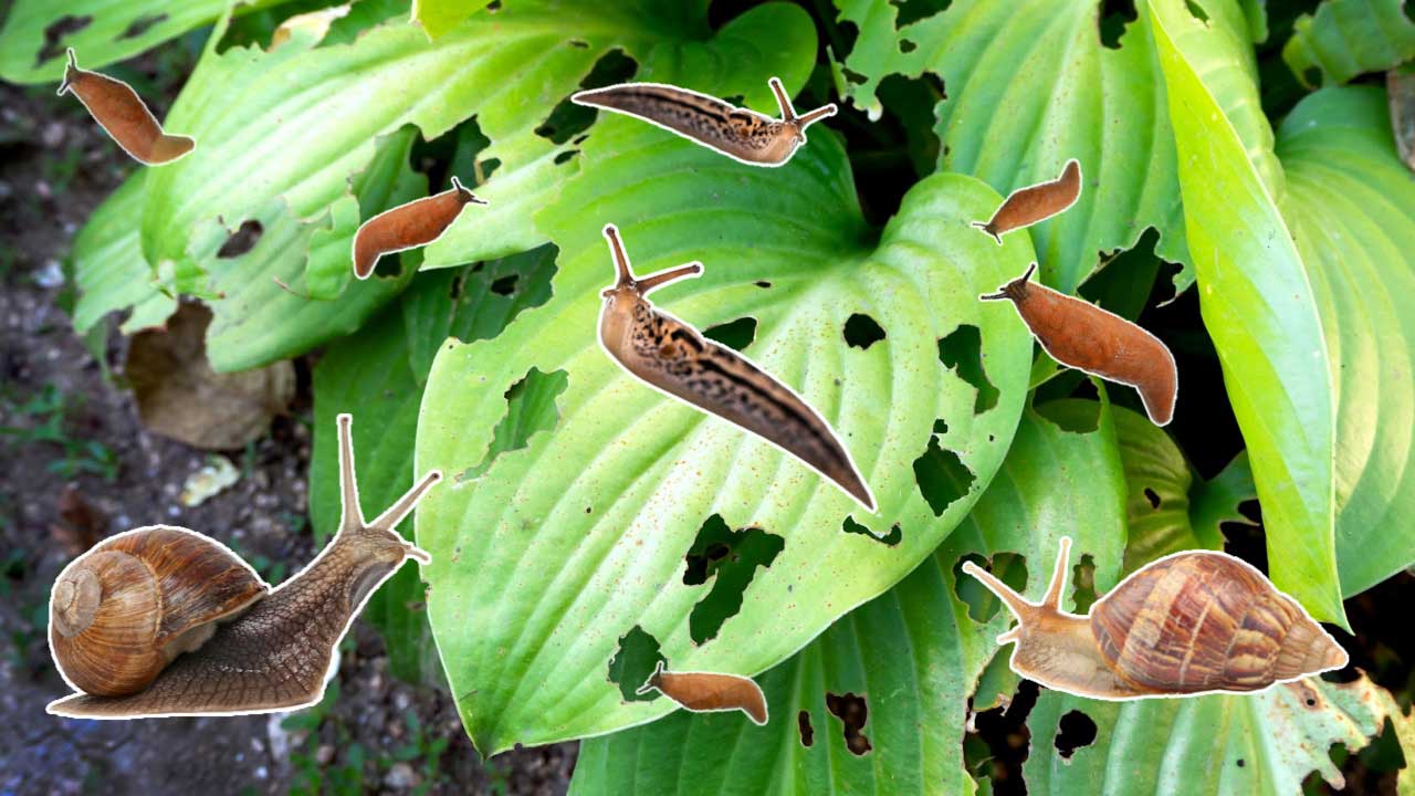 Slugs and snails eating hosta leaves in the garden.