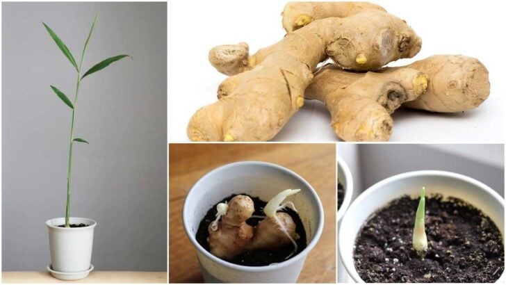 Collage showing steps to sprout ginger root.