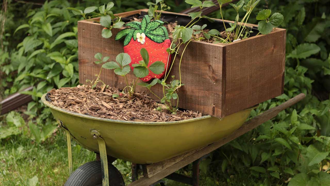 Strawberries growing in a wheelbarrow planter.