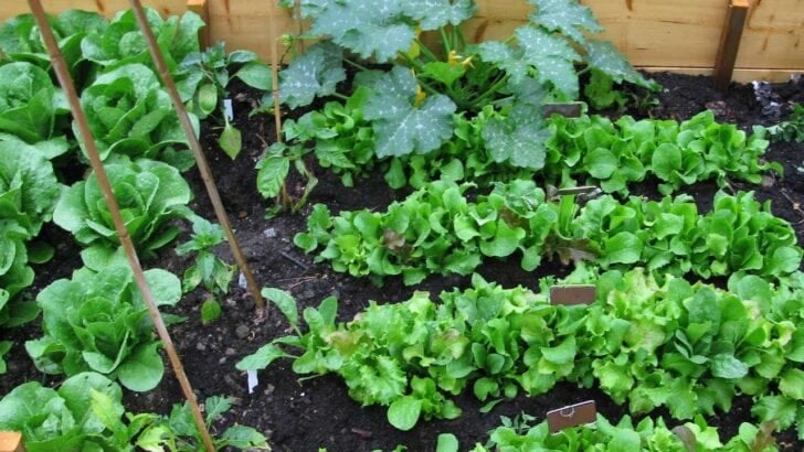 Vegetables growing in a raised garden bed including squash and leafy greens.