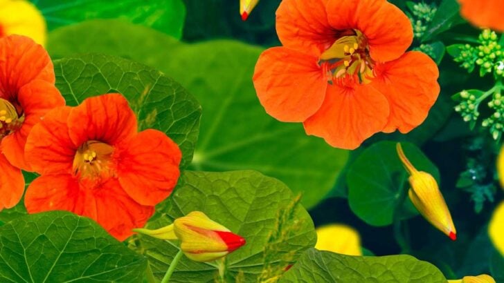 Nasturtiums flowering in the garden.