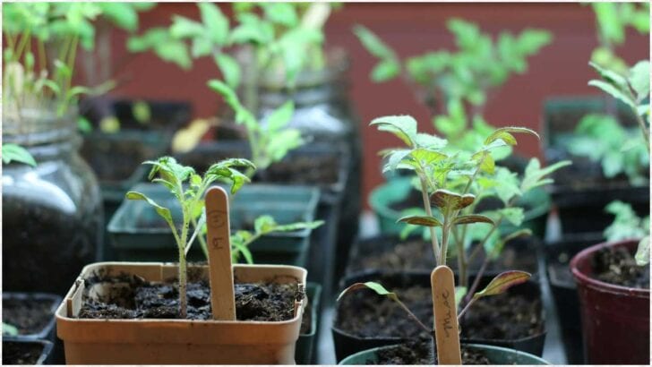 Seedlings starting indoors.