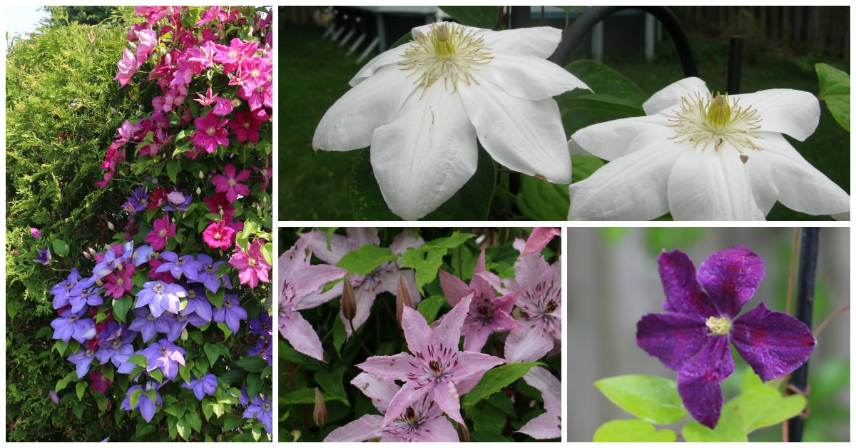 Clematis 101 Easy Care Guide Empress of Dirt