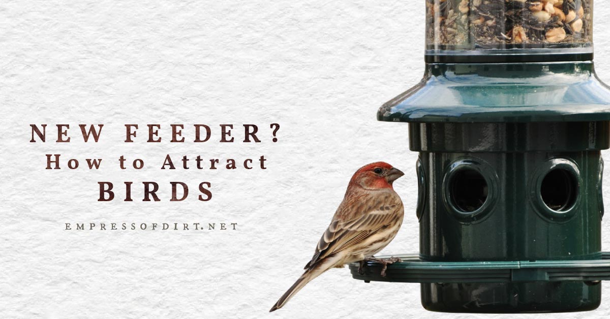 New Bird Feeder? Use These Tips to Attract Birds — Empress of Dirt