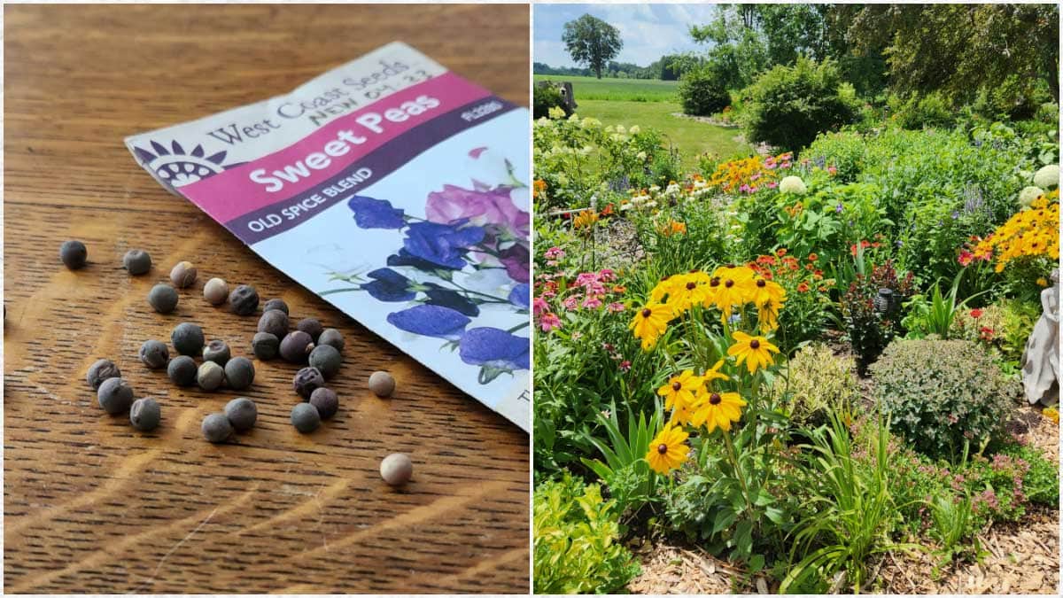 Collage with seed packet, seeds, and a flower garden.
