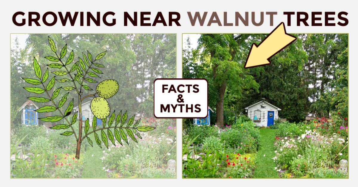 Growing Near Walnut Trees What's Possible Empress of Dirt