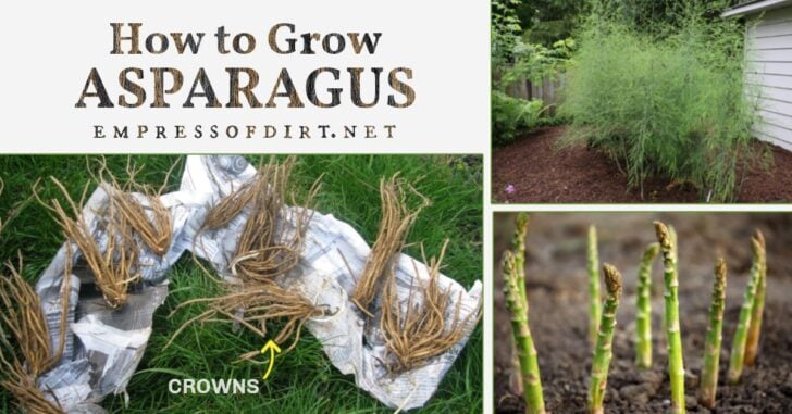 Asparagus crowns and spears growing in the garden.