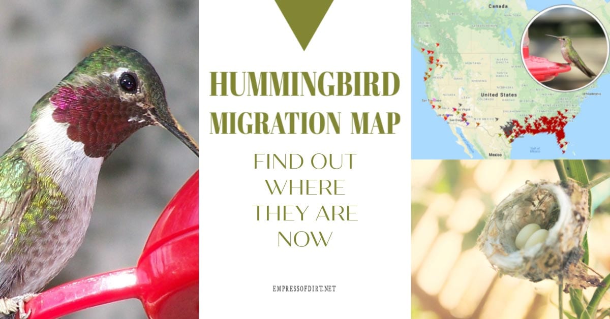 2019 Hummingbird Migration Map Find Out When to Expect Them Empress