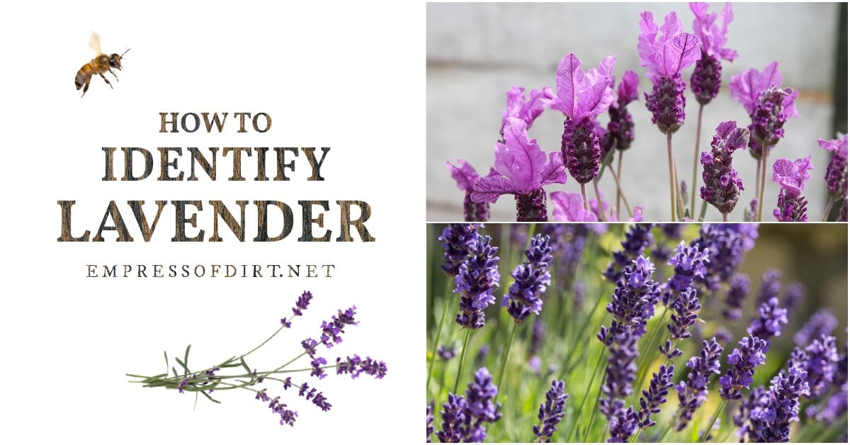 How to Identify Lavender (Hardy & Annual)