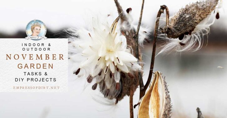 Milkweed seeds on plant in autumn garden