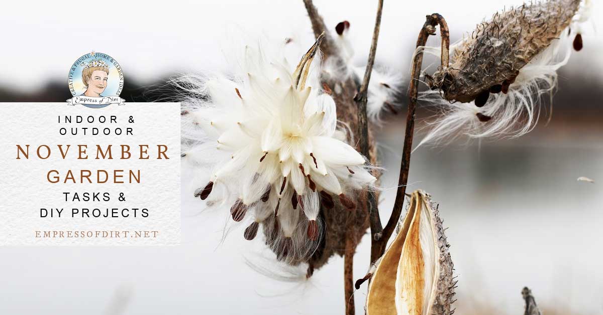 Milkweed seeds on plant in autumn garden