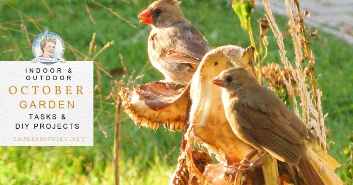 Cardinal birds eating sunflower seeds from plants in September garden