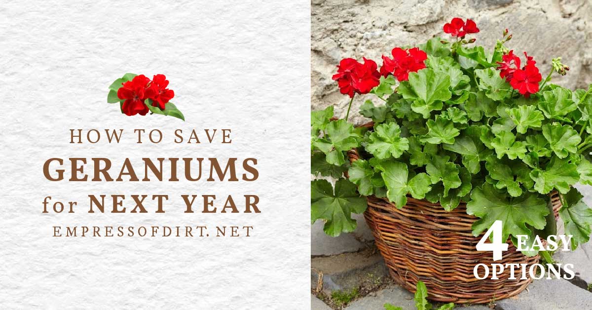 4 Easy Ways to Overwinter Geraniums Empress of Dirt