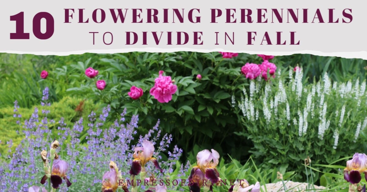 10 Popular Perennials to Divide and Transplant in Fall Empress of Dirt