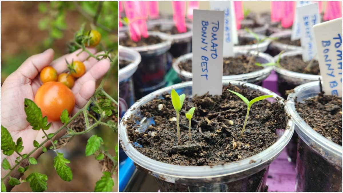 Collage with homegrown tomatoes and seedlings growing in pots.