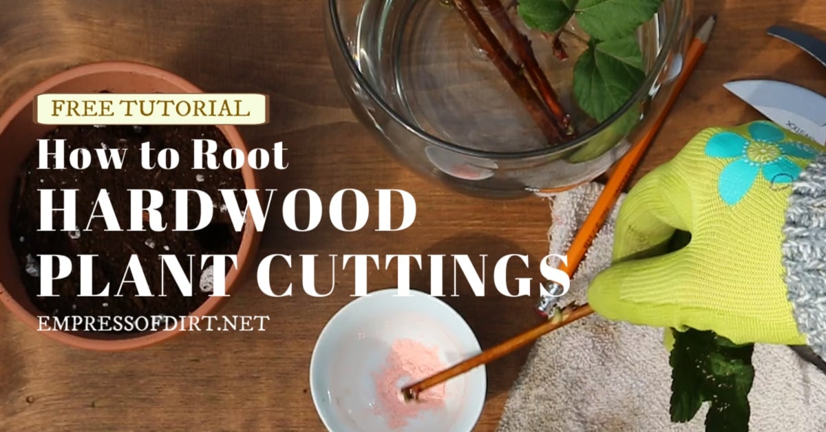 How to Root Hardwood Cuttings-image