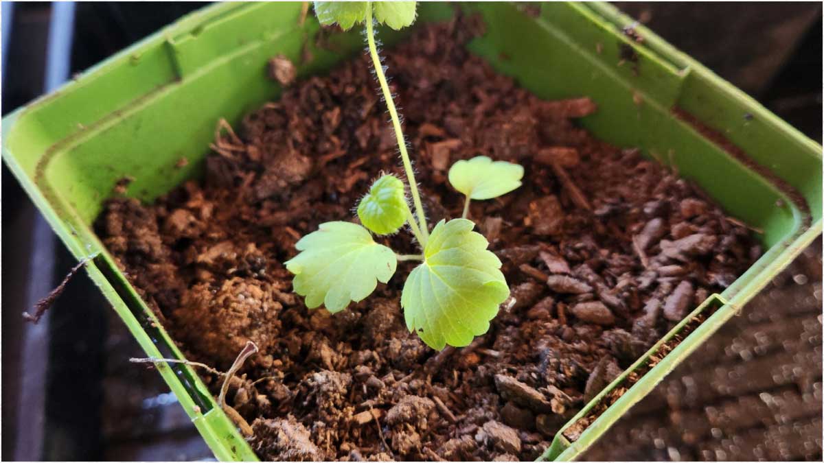Seedling growing in pot.