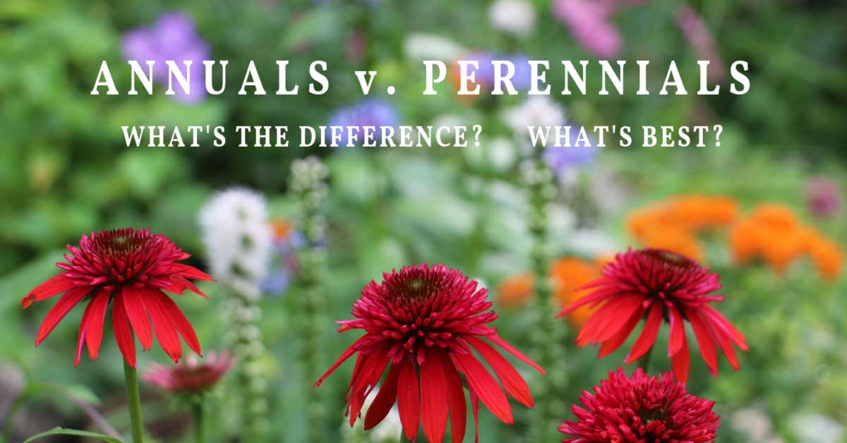 Perennial and annual flowers