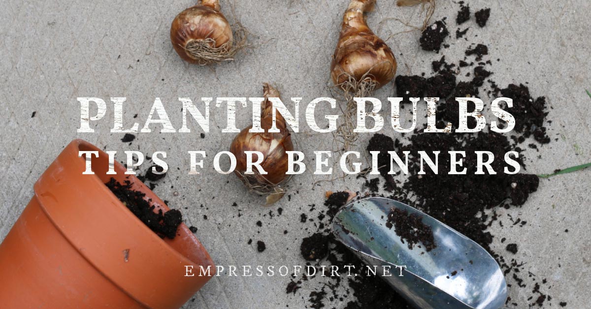 7 Best Beginner Tips for Planting Flower Bulbs
