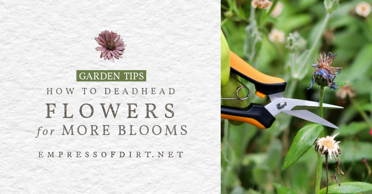 How to Deadhead Flowers for More Blooms Empress of Dirt