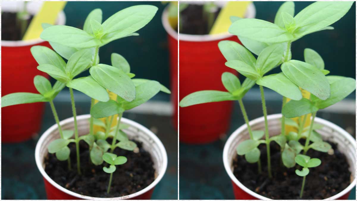 Seedlings growing in solo cups.
