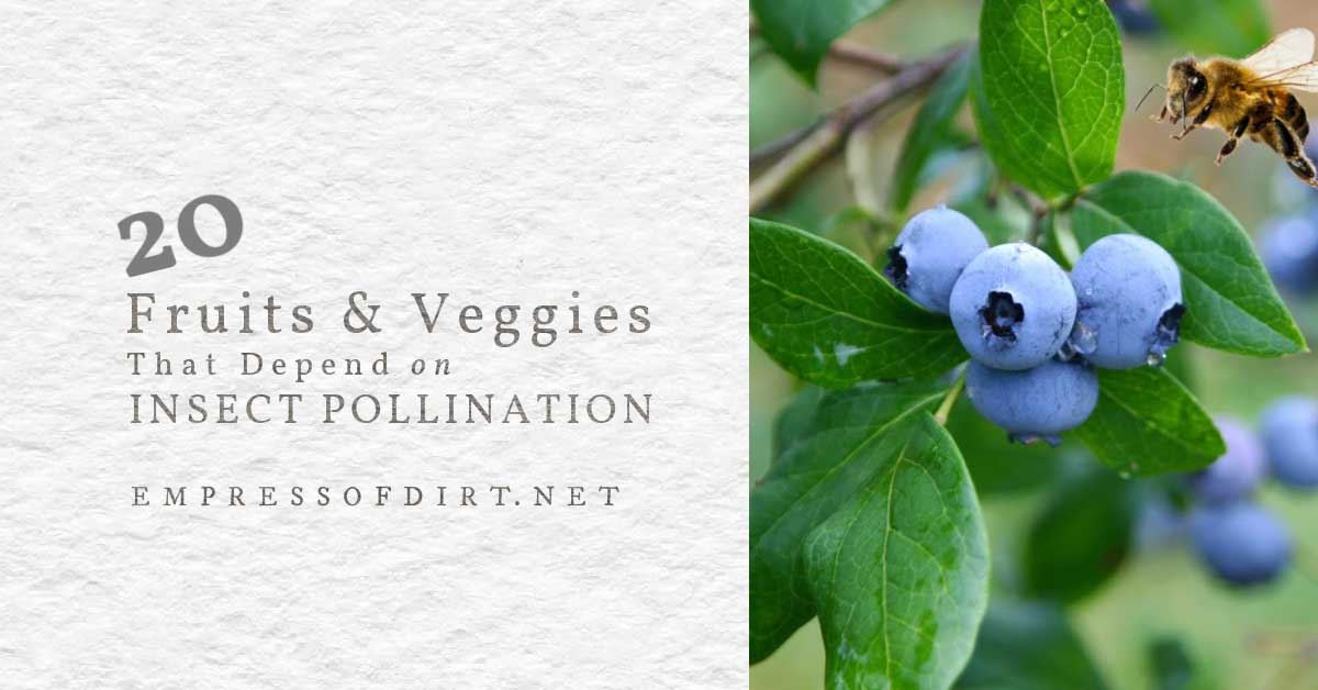 20 Fruits & Veggies Dependent on Insect Pollination Empress of Dirt