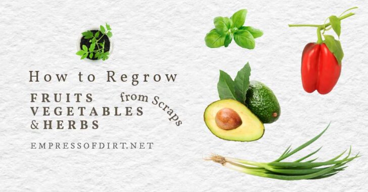 Fruits, vegetables, and herbs you can grow from scraps.