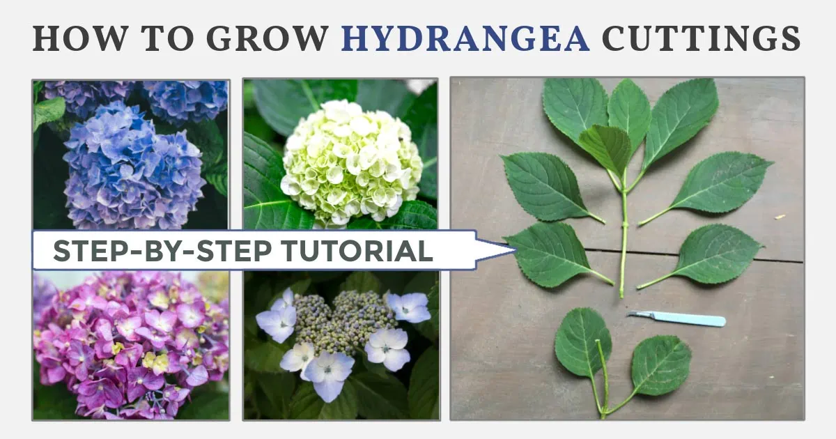 How To Grow Hydrangea From Cuttings Empress of Dirt