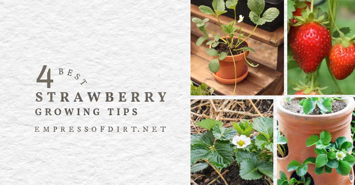 4 Tips for Growing the Best Strawberries Empress of Dirt