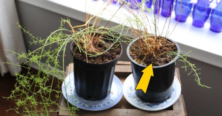 Rootbound asparagus ferns by a windowsill.