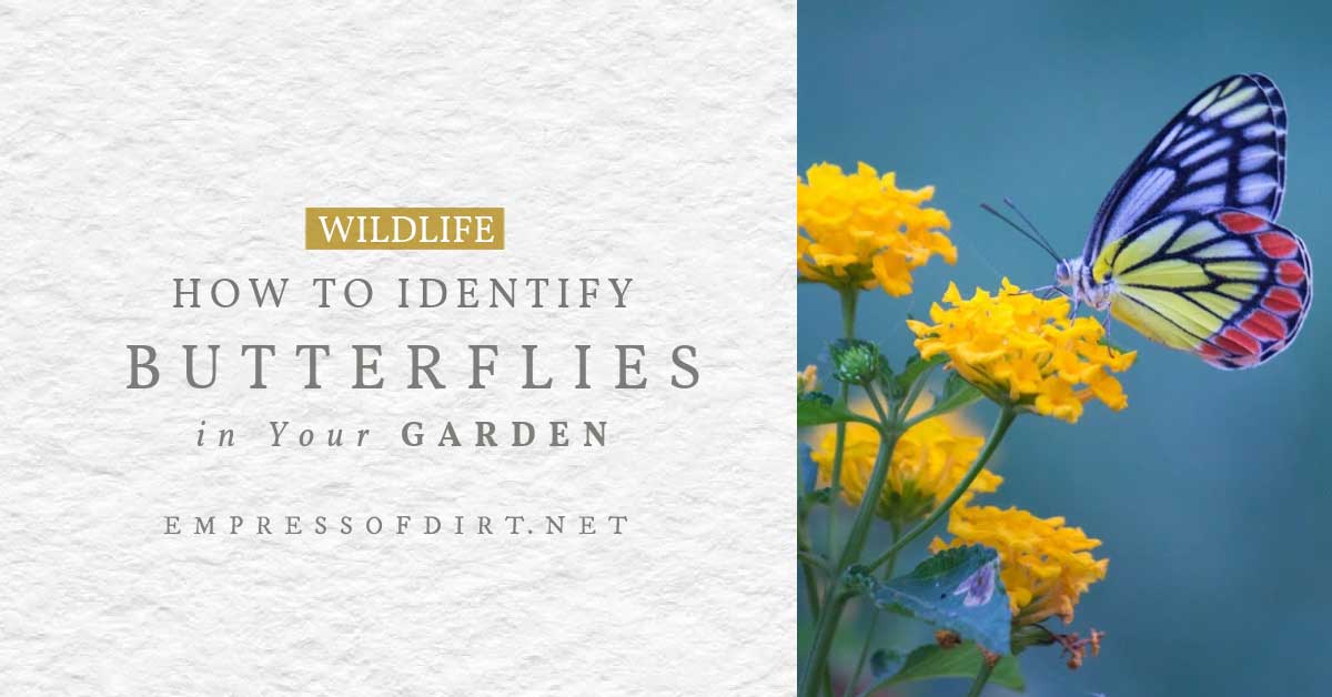 Is There An App For Identifying Butterflies at VANBRAYLONBLOG Blog