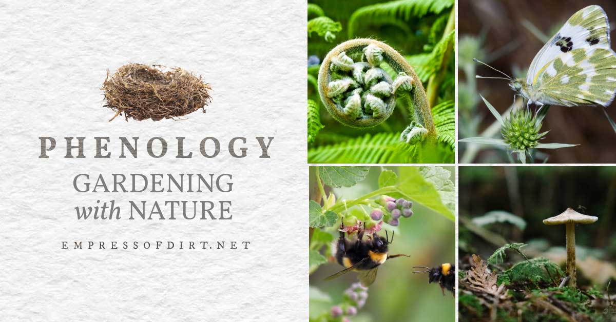 Phenology Using Nature's Signs & Signals as a Gardener