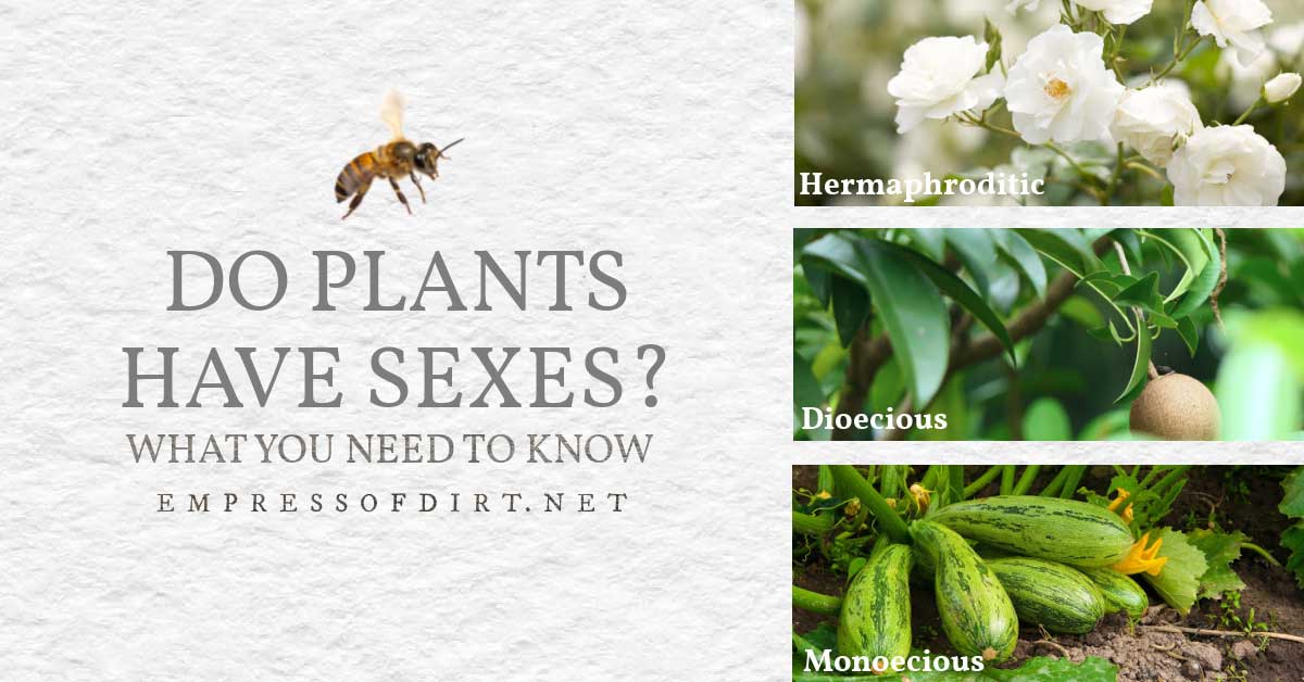 Do Plants Have Sexes? What You Need to Know Empress of Dirt