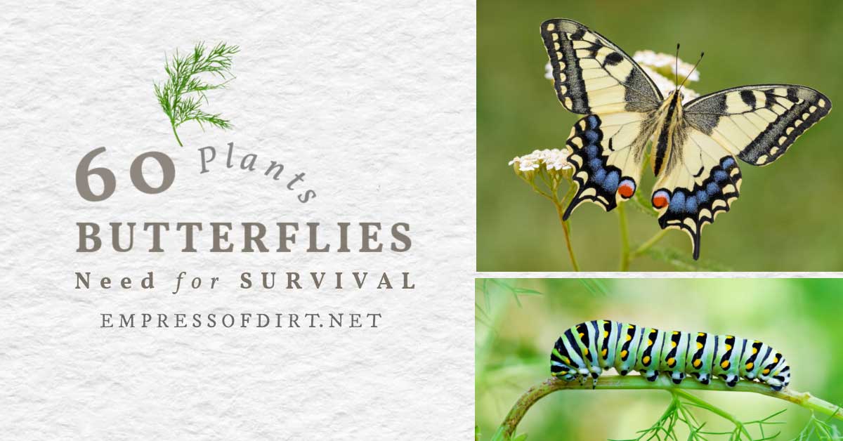 60 Plants Butterflies Must Have to Survive Empress of Dirt