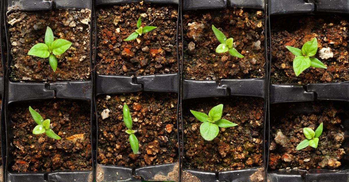 Seeds Not Sprouting? How to Fix Common Germination Problems