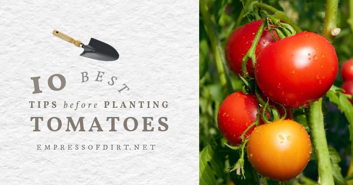 10 Best Tips Before You Plant Tomatoes To Avoid Mistakes Empress of Dirt