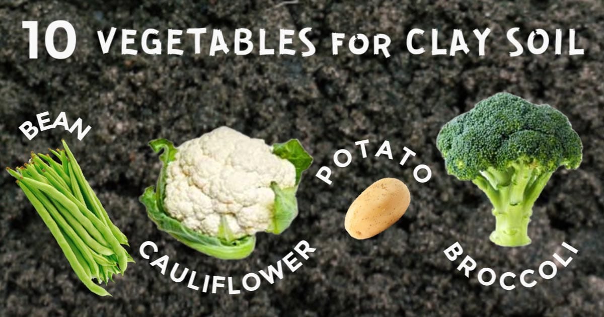 10 Best Vegetables for Clay Soils Empress of Dirt
