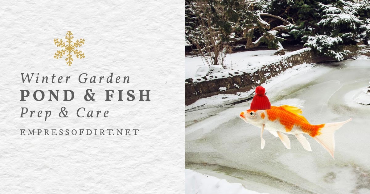 How to Care for Your Pond—and Fish—in the Winter