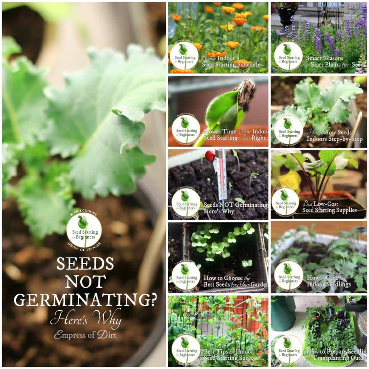 Seeds Not Germinating or Growing Well? Here's Why Empress of Dirt