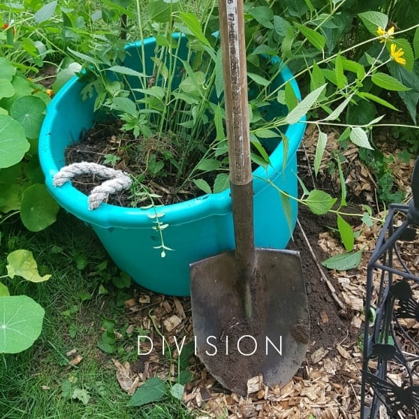 Division is one type of plant propagation.
