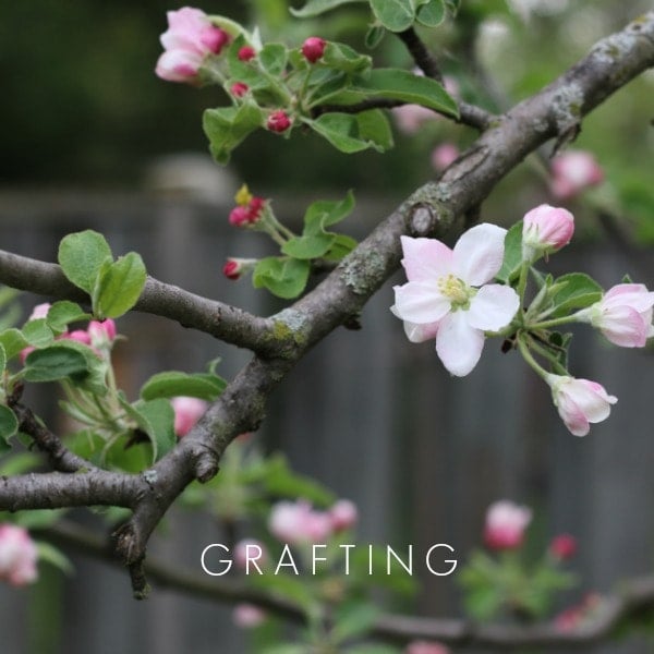 Grafting is a plant propagation method used on fruit trees.