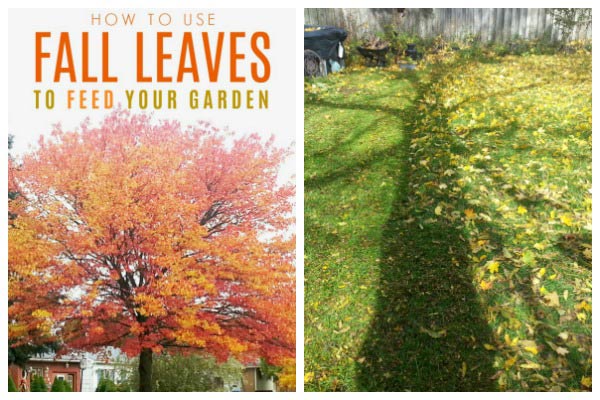 How to use fall leaves to feed your garden.