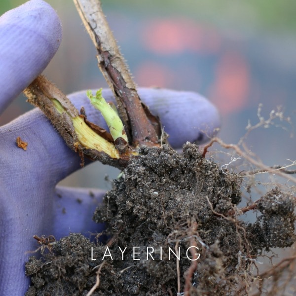 Layering is a plant propagation method.