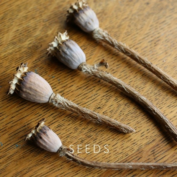Seed sowing is one type of plant propagation.